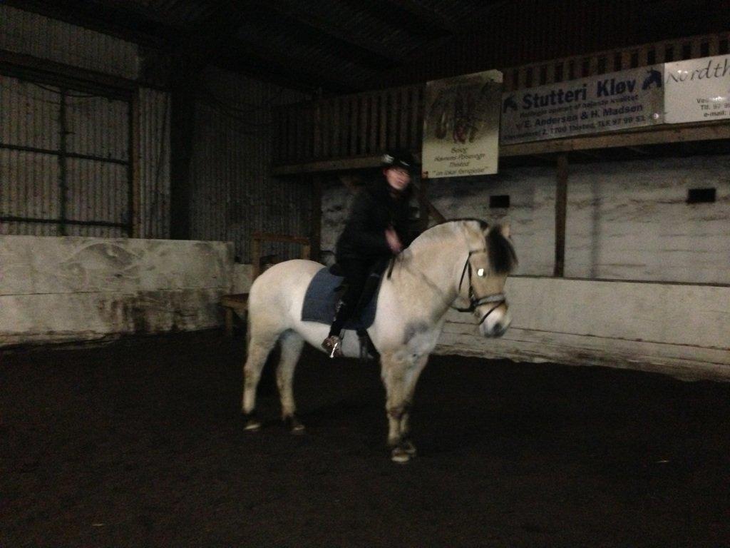 Fjordhest Hellebert`s Musse "solgt" billede 14