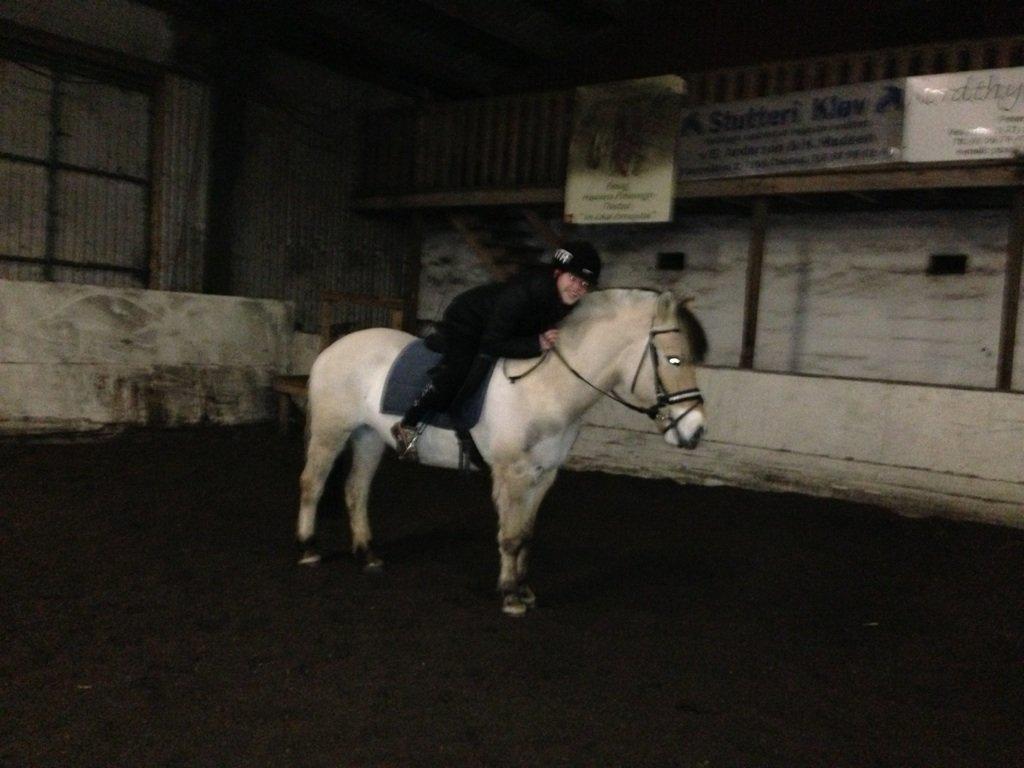 Fjordhest Hellebert`s Musse "solgt" billede 16