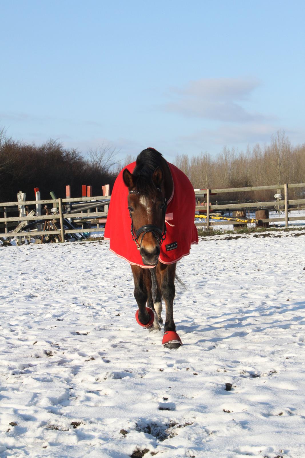 Welsh Partbred (Sec F) - Donna "Hougård" - DonDon i sneen <3 Foto: Miiiiig :D billede 18
