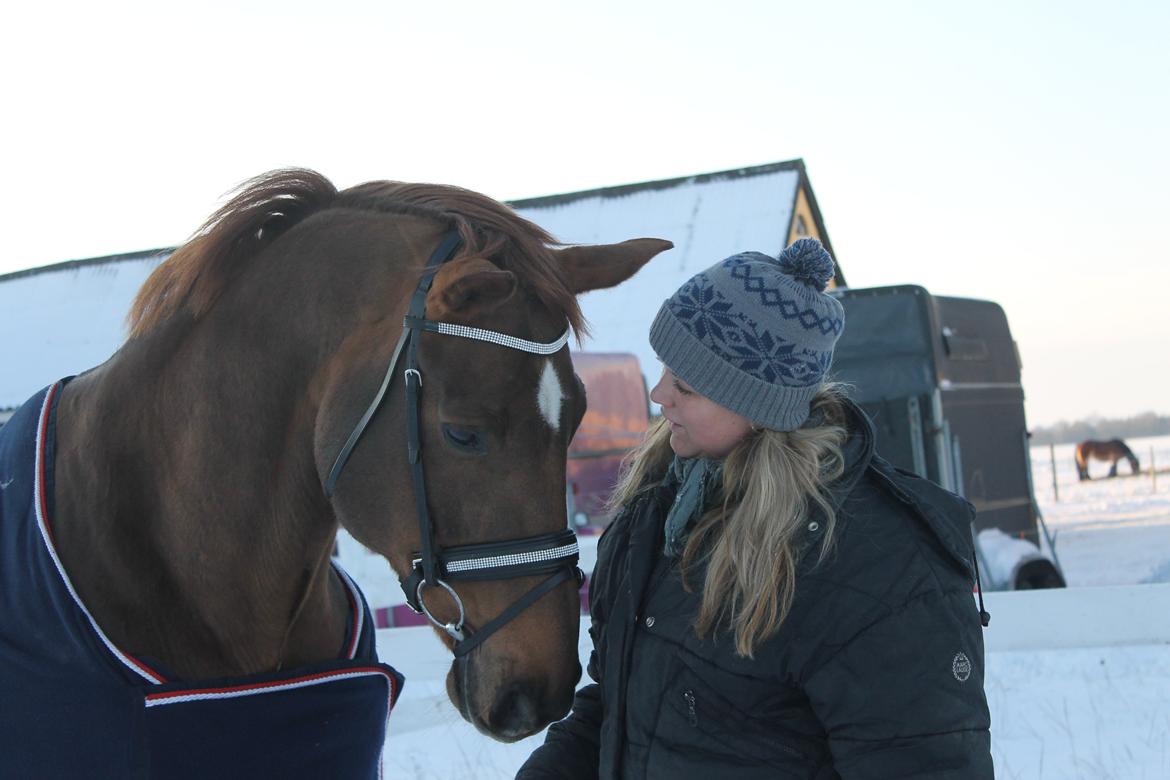 Hannoveraner Wikinger ;) - Dec 2012 billede 1