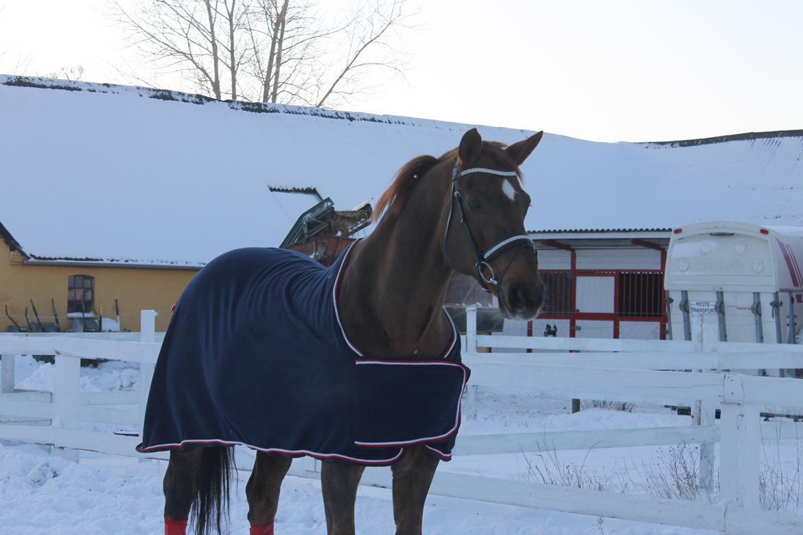 Hannoveraner Wikinger ;) - Dec 2012 billede 14