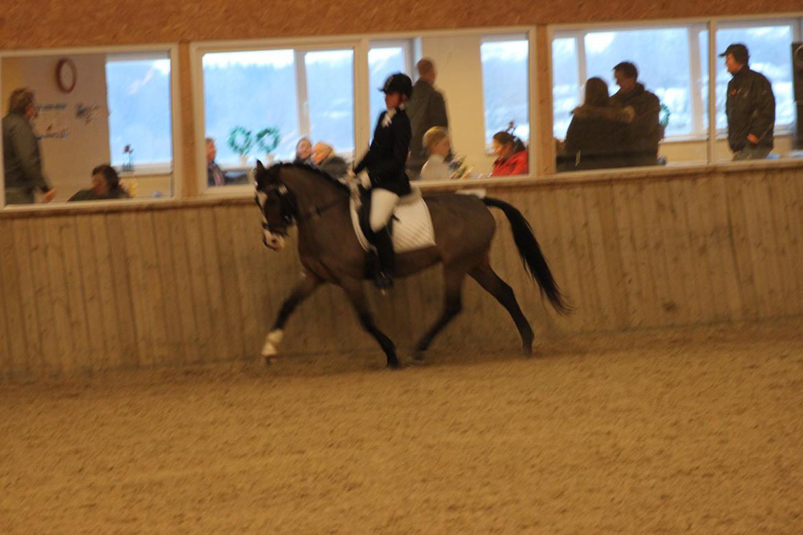 Anden særlig race Bonette  - Man kan sgu ikke andet end at elske en pony som Bonette! <3  billede 21