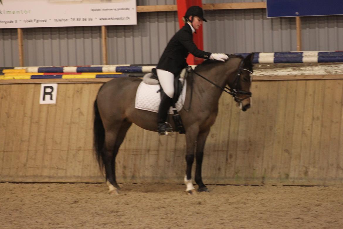 Anden særlig race Bonette  - Ridning er ikke en sport, men en kunst!  billede 8