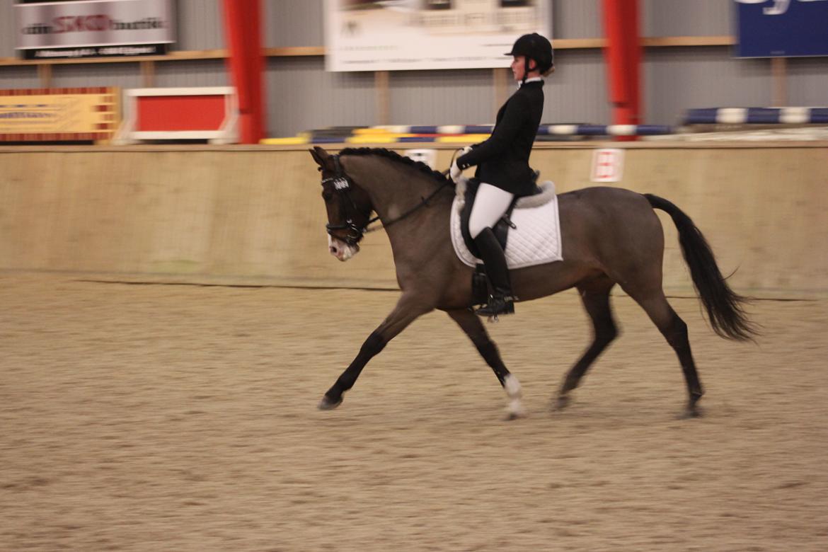 Anden særlig race Bonette  - Travøgning! 
Hvis du føler du gør det rigtige, kan det ikke være helt forkert! <3  billede 13