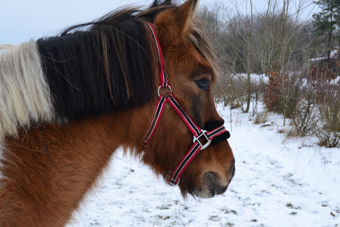 Anden særlig race Isabella billede 5
