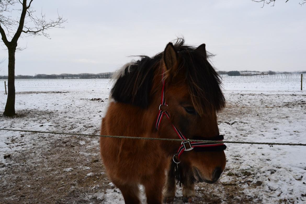 Anden særlig race Isabella billede 3