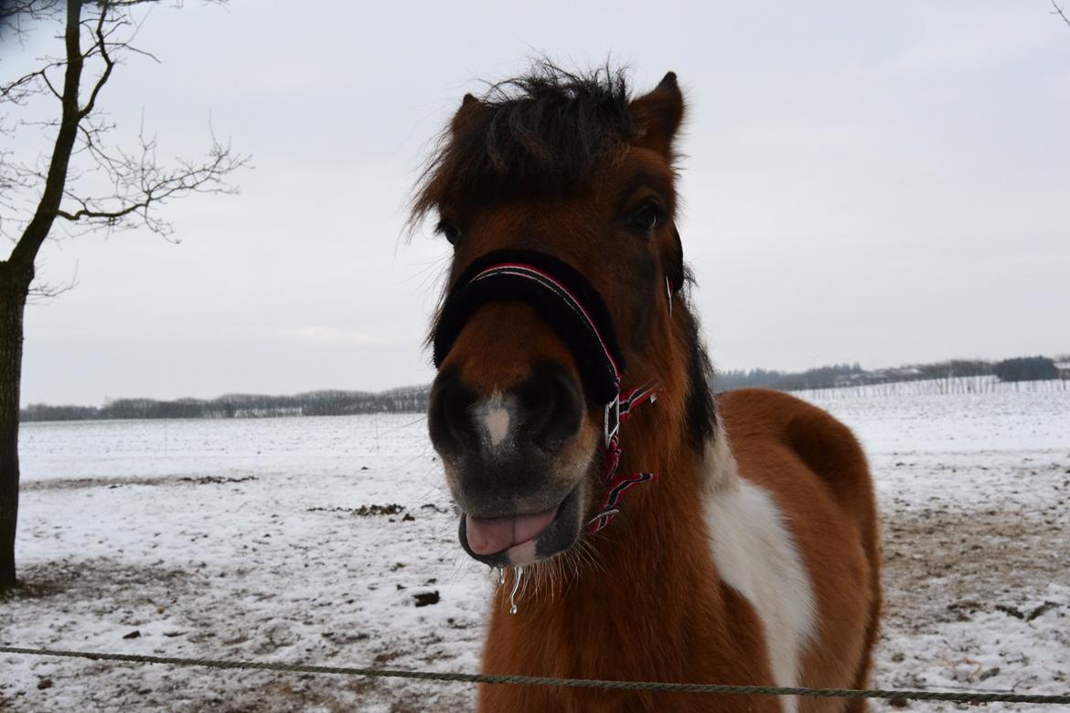 Anden særlig race Isabella billede 1