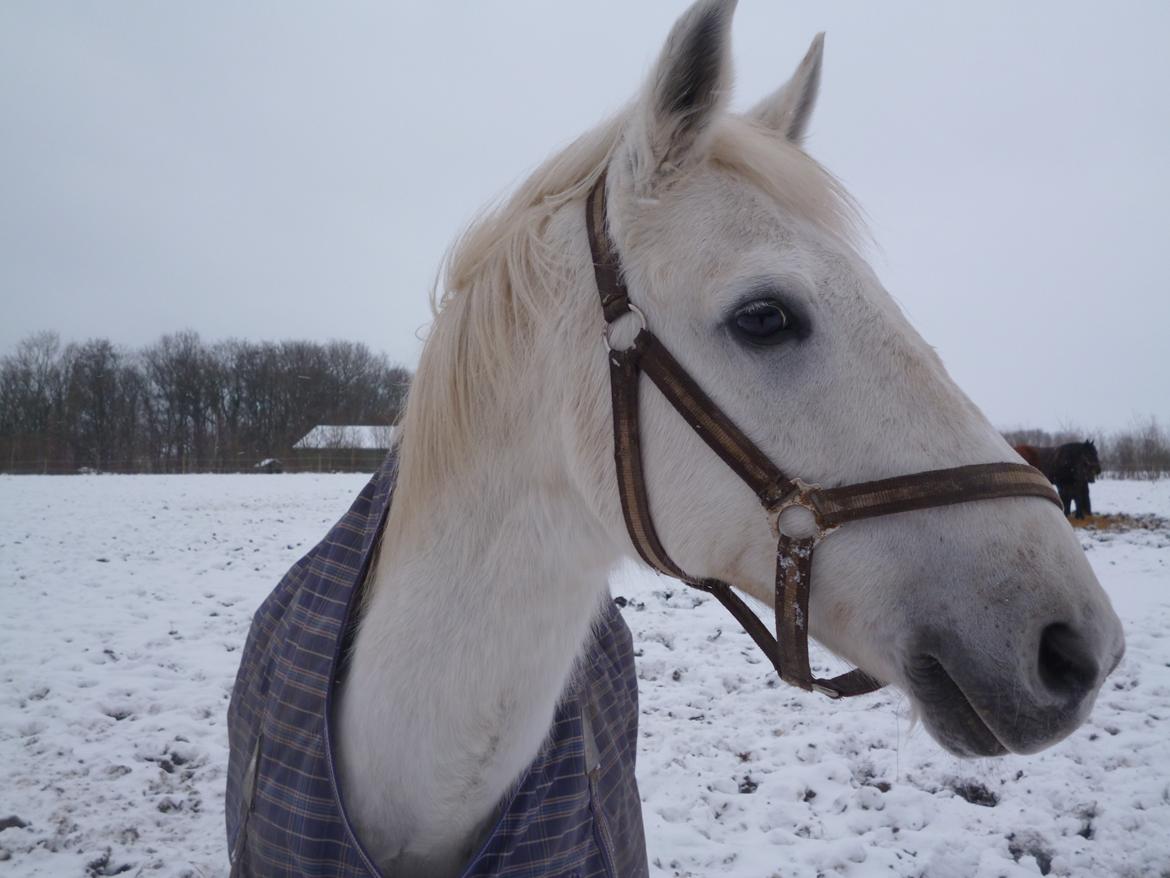 New Forest Roland *Savnet* - Du er som snefnug, der findes kun en af dig!. :-* <3 <3<3<3<3 billede 11