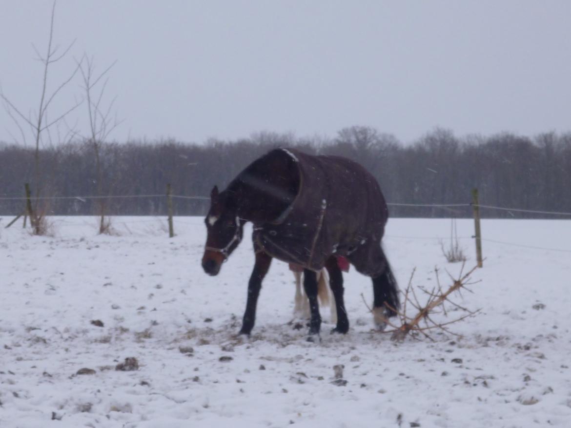 Dansk Varmblod Adriana billede 13