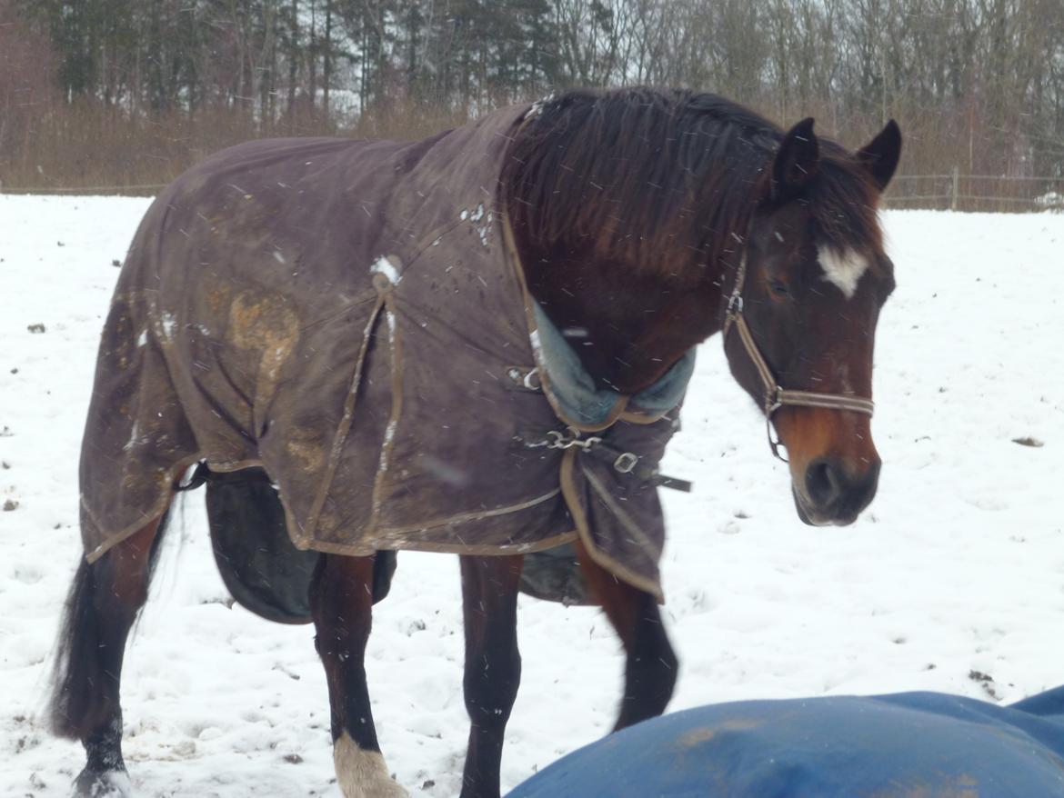 Dansk Varmblod Adriana billede 14