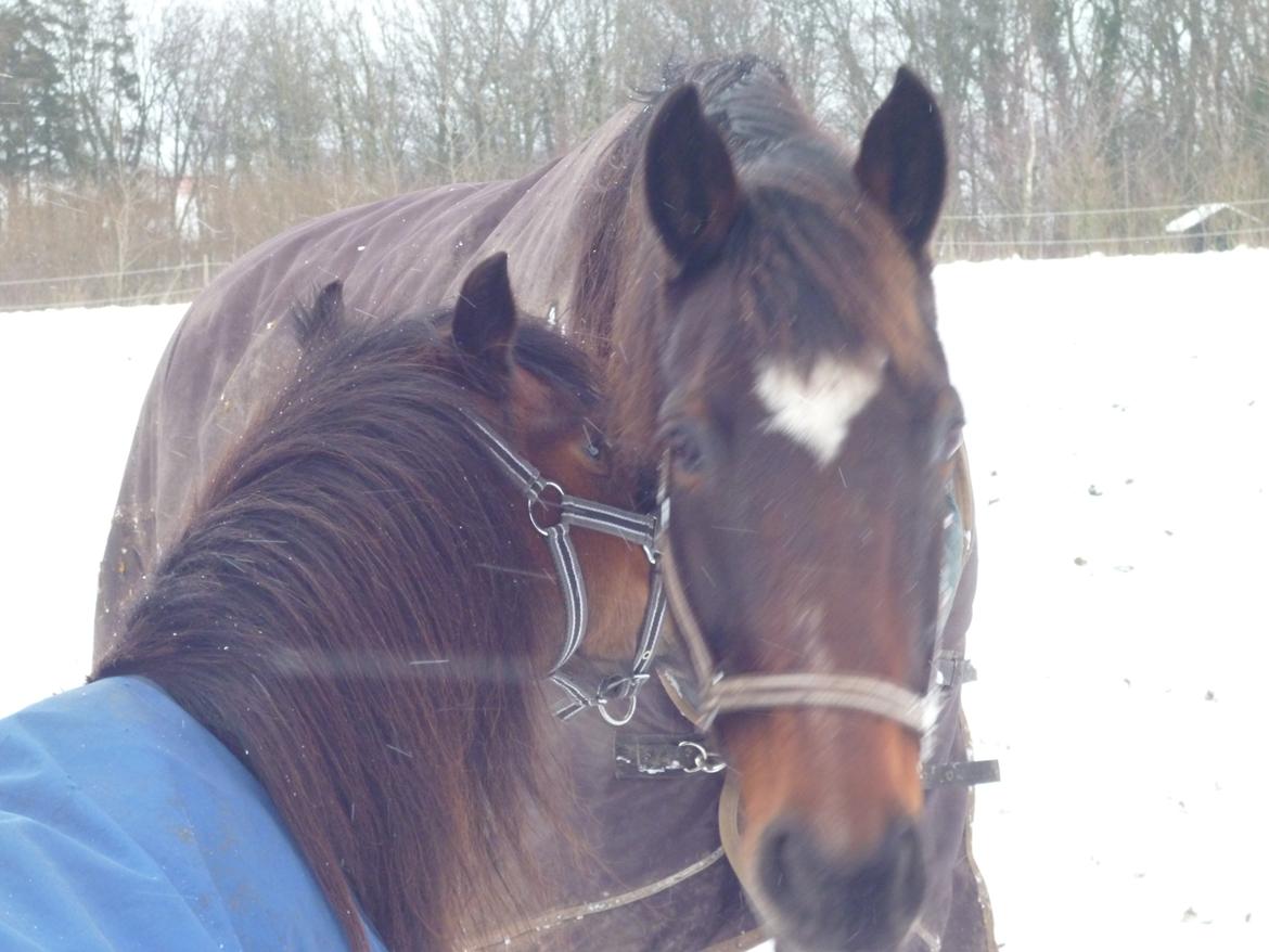 Dansk Varmblod Adriana - Hygger lidt med freja!. :-* <3 <3 <3 billede 15