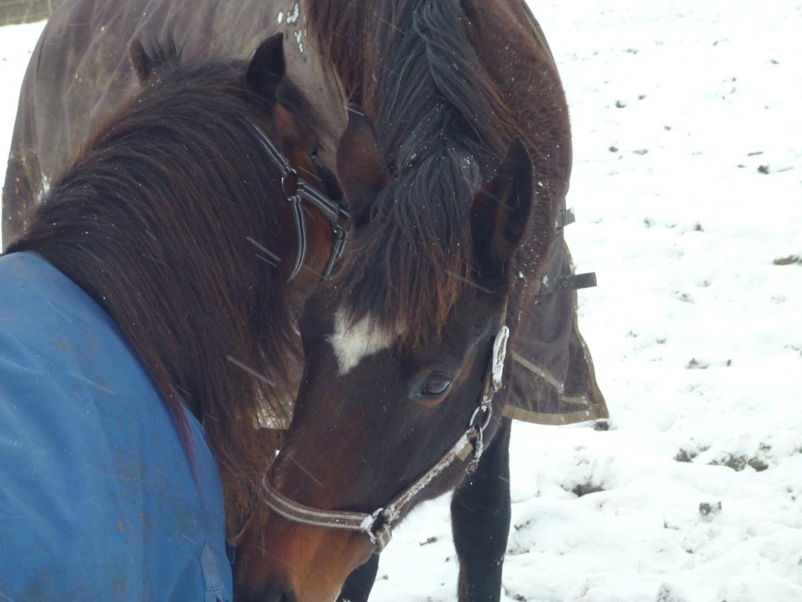 Dansk Varmblod Adriana - Pusse nusse med freja!. :-* <3 <3 <3 billede 16