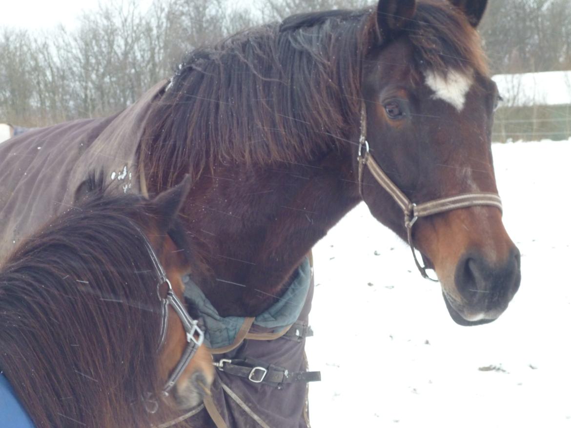 Dansk Varmblod Adriana billede 17