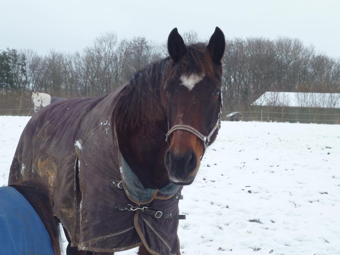 Dansk Varmblod Adriana billede 18