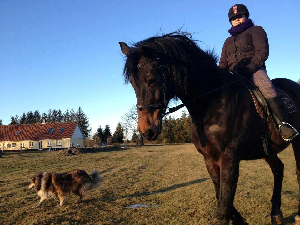 Hannoveraner Lennox 6 billede 7