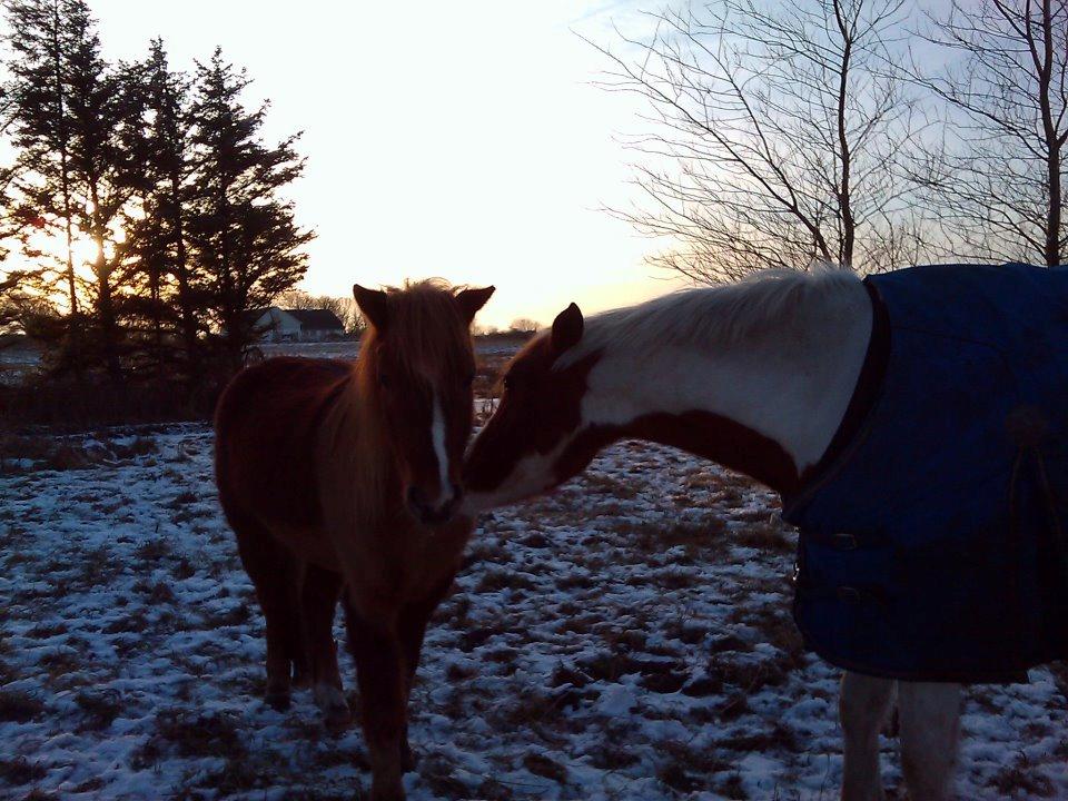 Pinto Indurain Delight - Den Brogede Skønhed billede 42