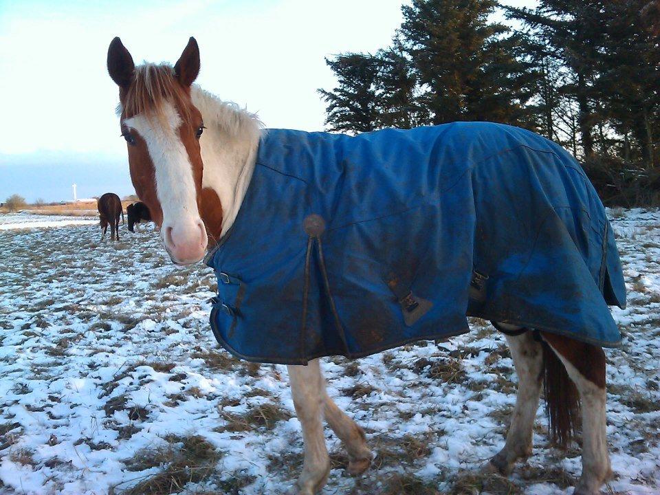Pinto Indurain Delight - Den Brogede Skønhed billede 46