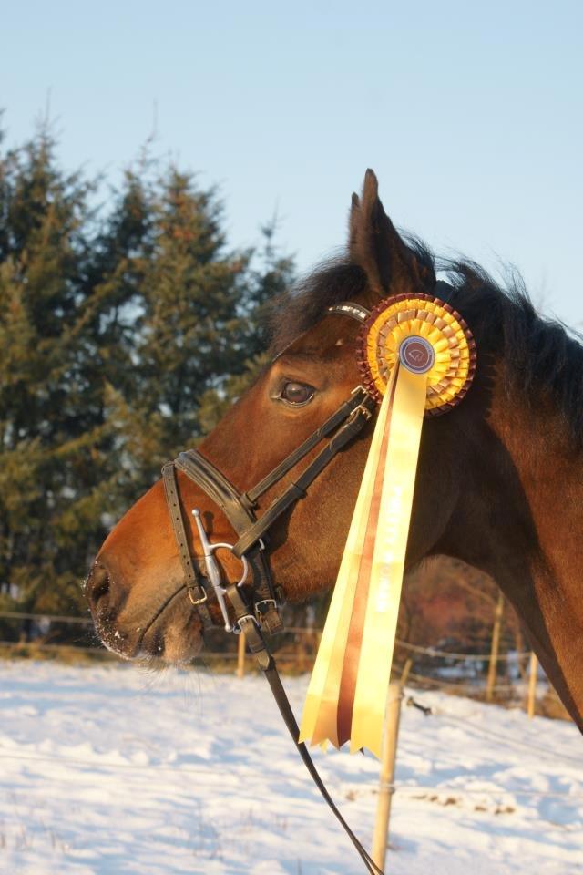 Holstener Pretty woman billede 11