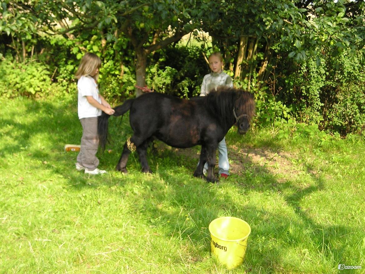 Shetlænder Winsor - 2004, mig og marie 'shiner' ham op billede 5