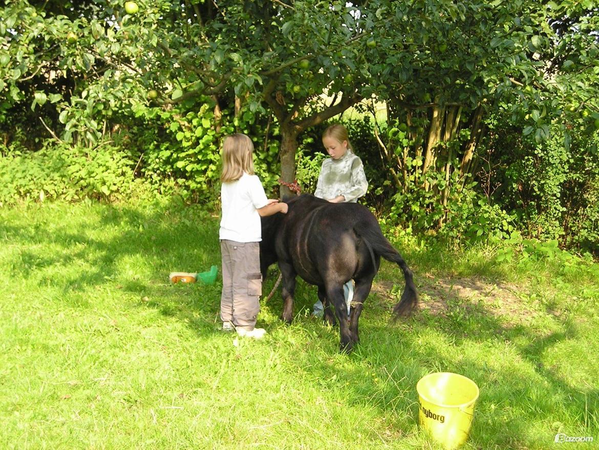 Shetlænder Winsor - 2004, mig og marie 'shiner' ham op billede 6