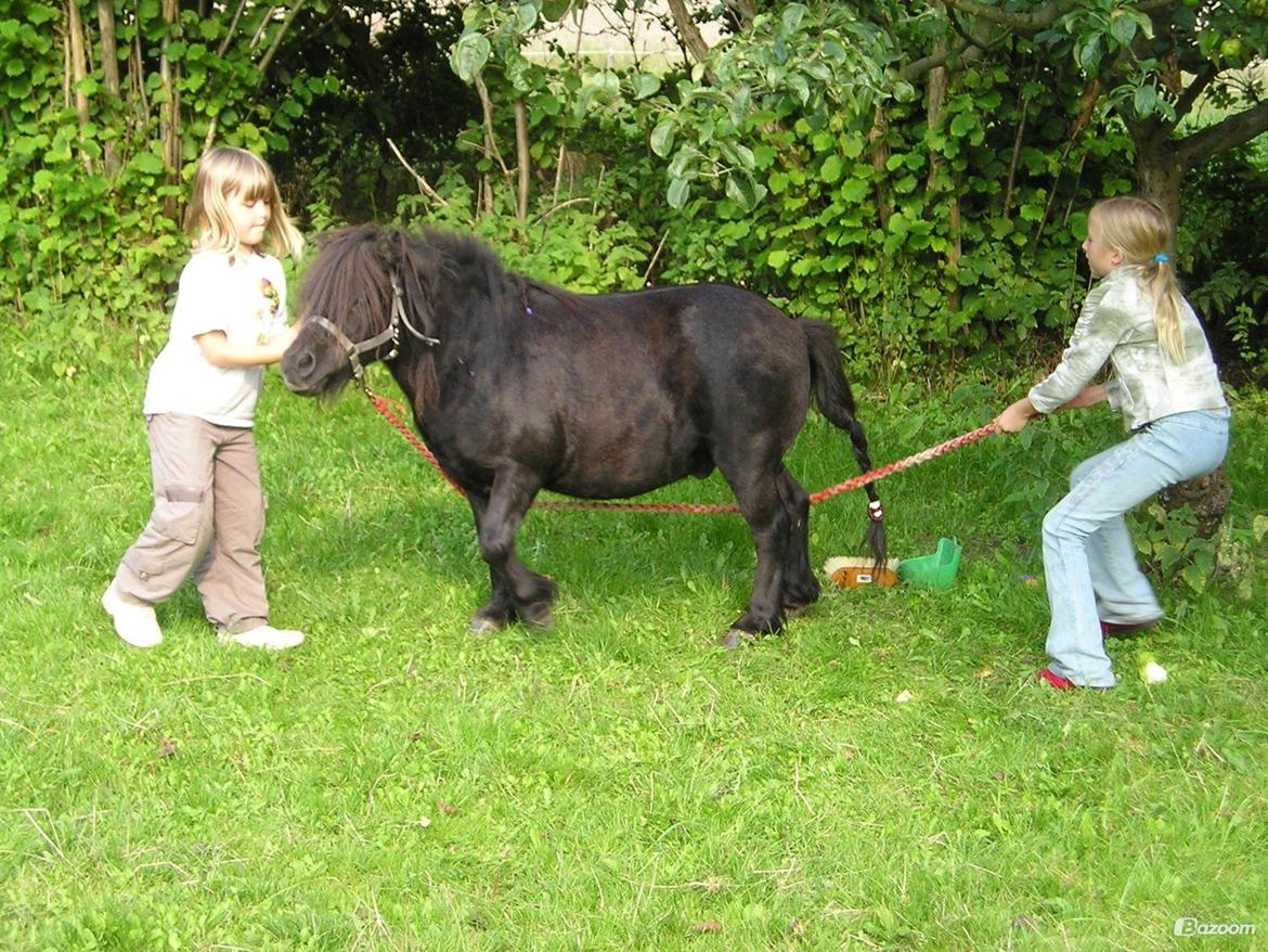 Shetlænder Winsor - 2004, mig og marie 'shiner' ham op billede 7