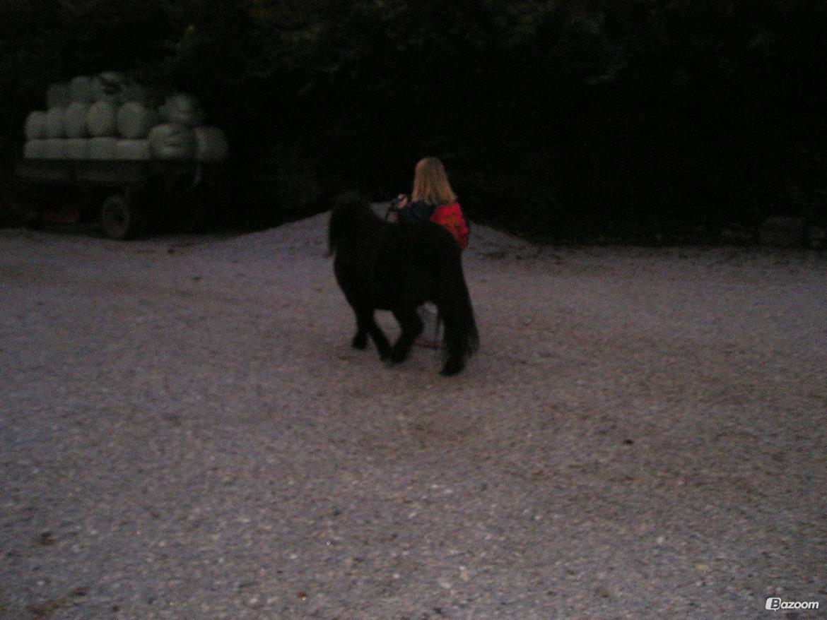 Shetlænder Winsor - 2004 billede 8