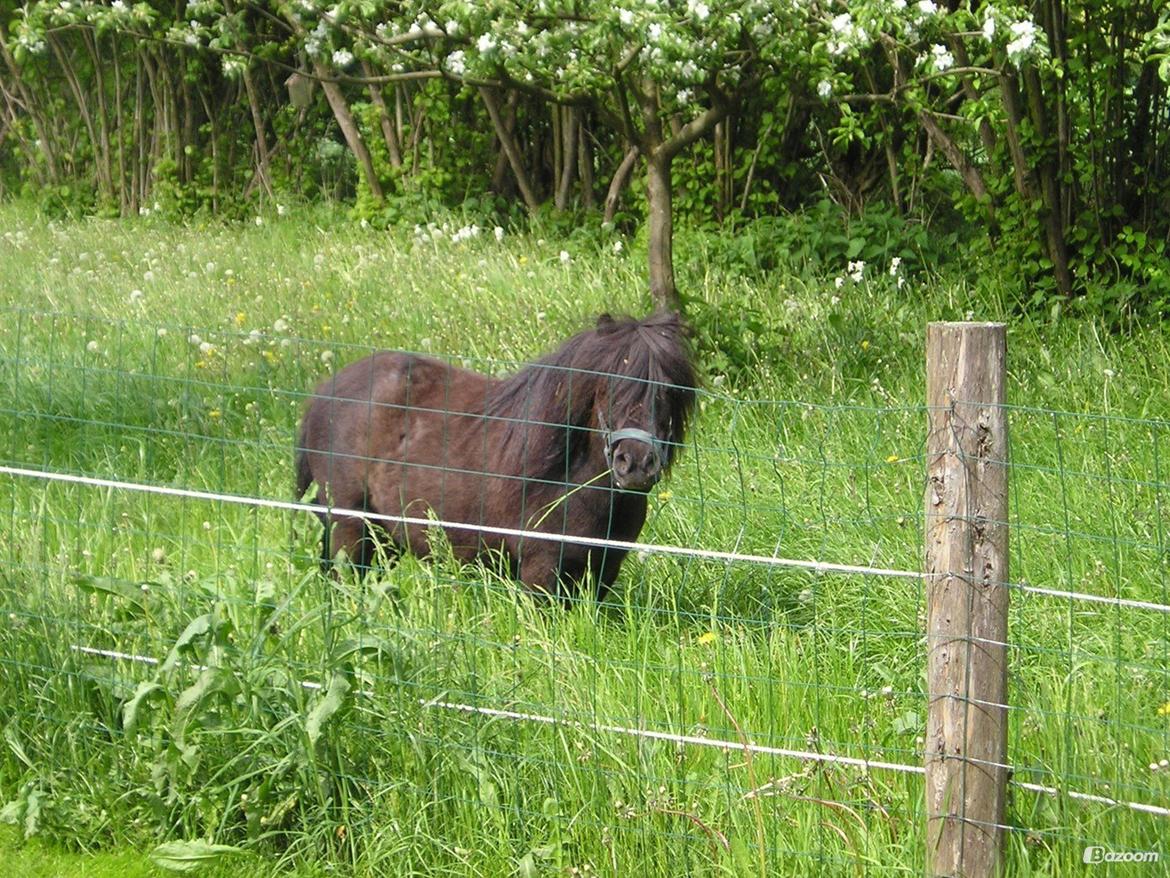 Shetlænder Winsor - 2004 billede 9