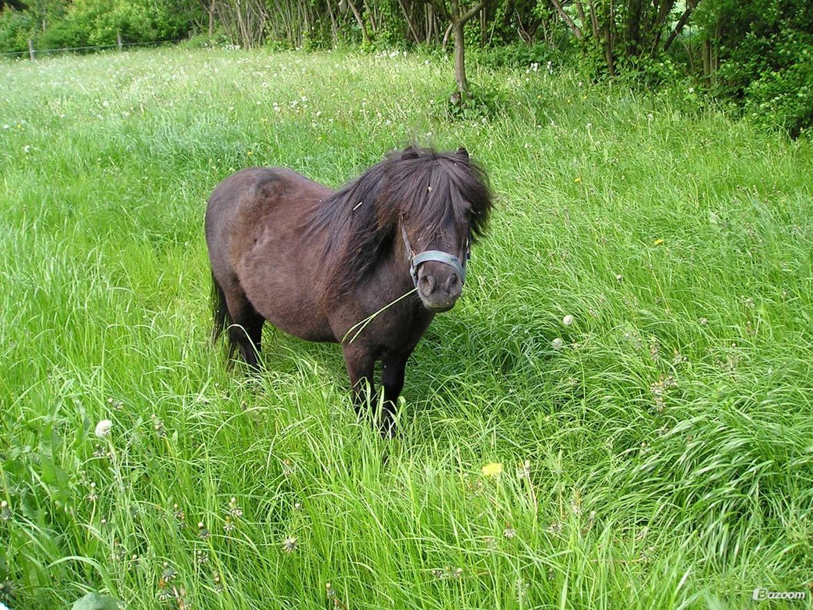 Shetlænder Winsor - 2004 billede 10