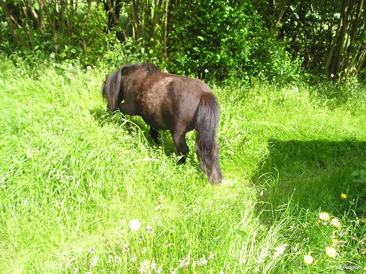 Shetlænder Winsor - 2004 billede 11