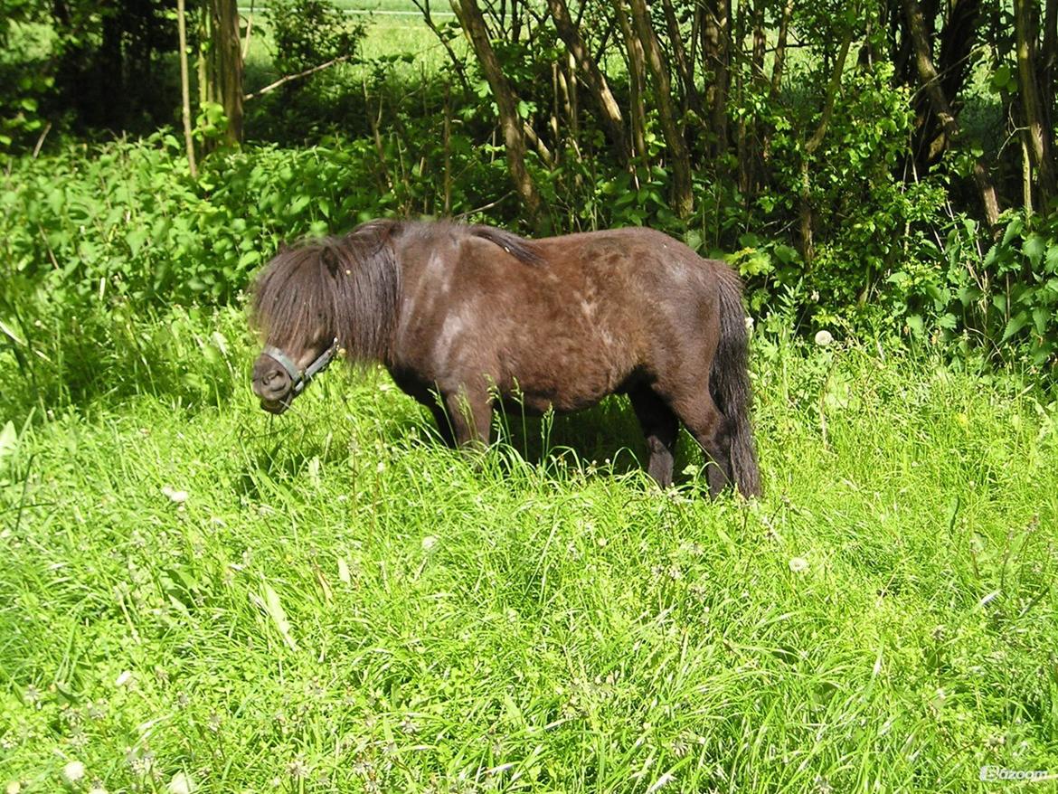 Shetlænder Winsor - 2004 billede 12