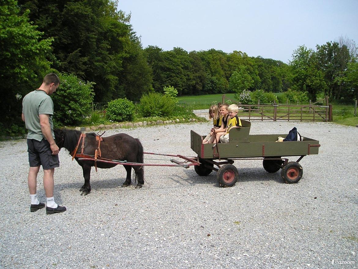 Shetlænder Winsor - 2004, lige tilkørt billede 13