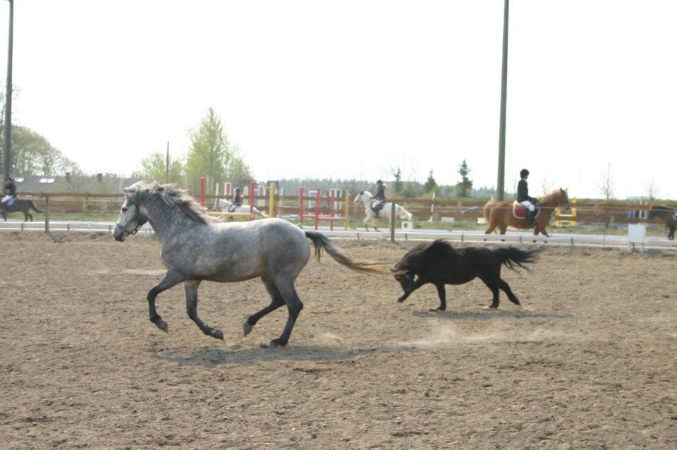 Shetlænder Winsor - Vel omkring 2009, hvor han stod på HYOR billede 4