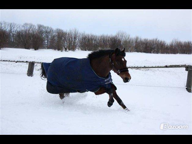 New Forest Uranus - Kongen i sneen..

Foto: Stine billede 11