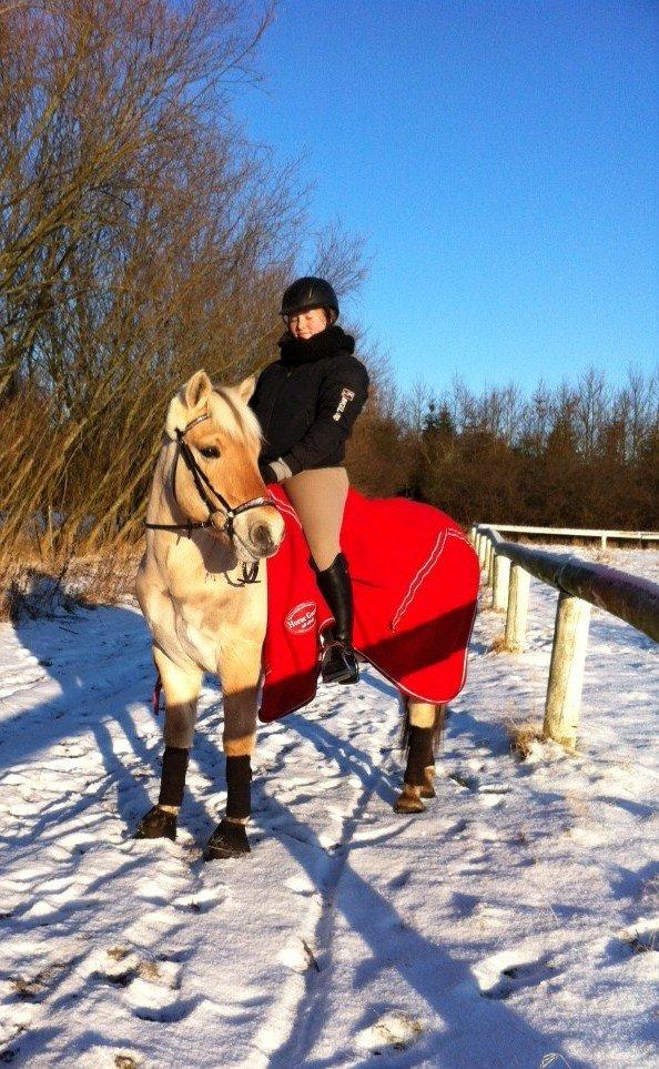 Fjordhest Victor *Forever In My Heart* - "I love you.
I always have, always will! ♥" billede 19