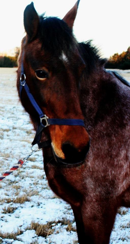 Anden særlig race Donna Karan - Gud skabte, dig, så jeg elsker guuud<3 billede 9