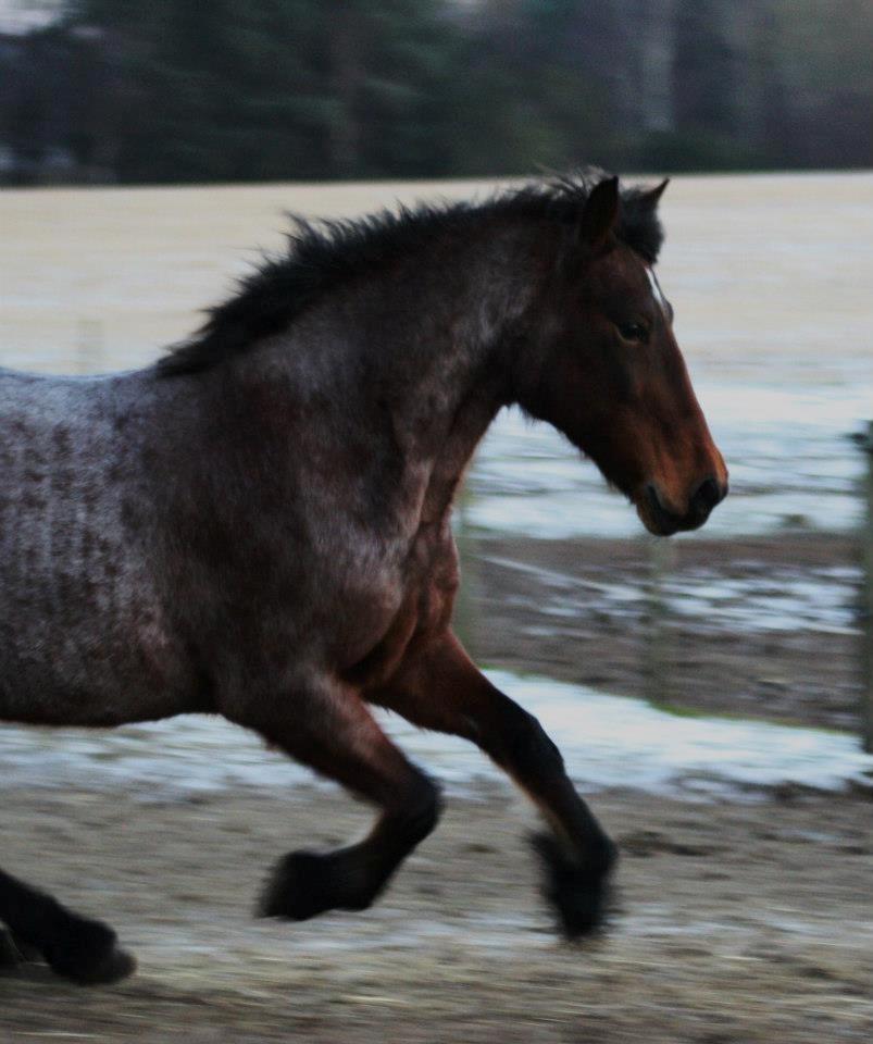 Anden særlig race Donna Karan billede 11