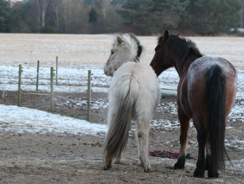 Anden særlig race Donna Karan billede 14