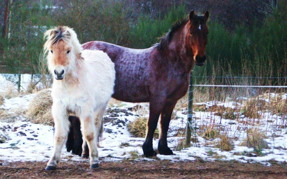 Anden særlig race Donna Karan billede 15