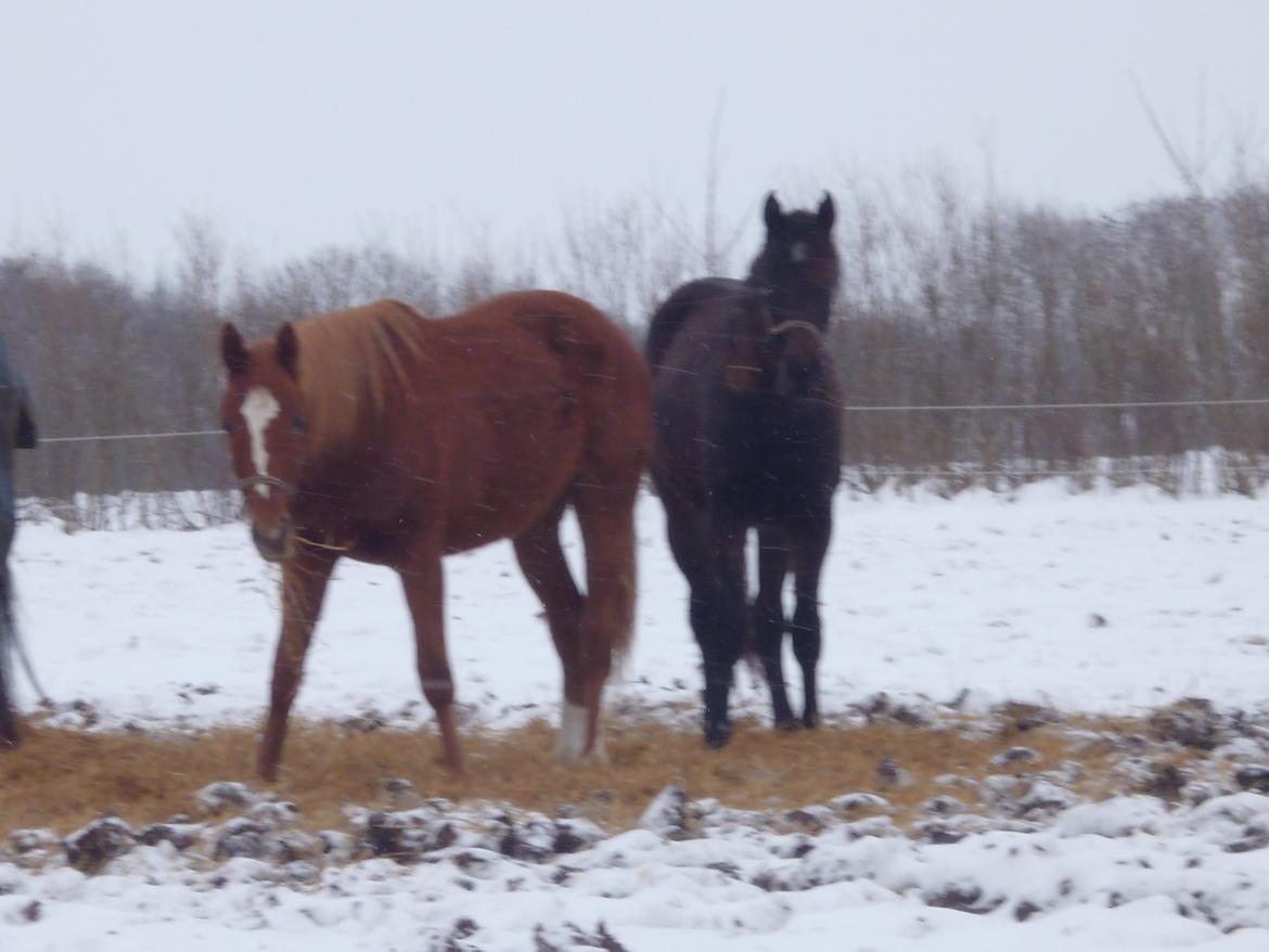 Dansk Varmblod Philipa - Vinter 2013 billede 7