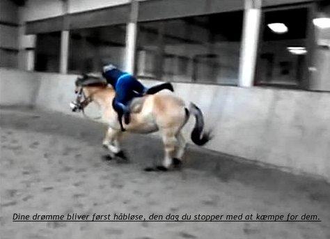 Fjordhest Prins - Fake fald, men hold kæft vi havede en hyggelig dag  billede 9