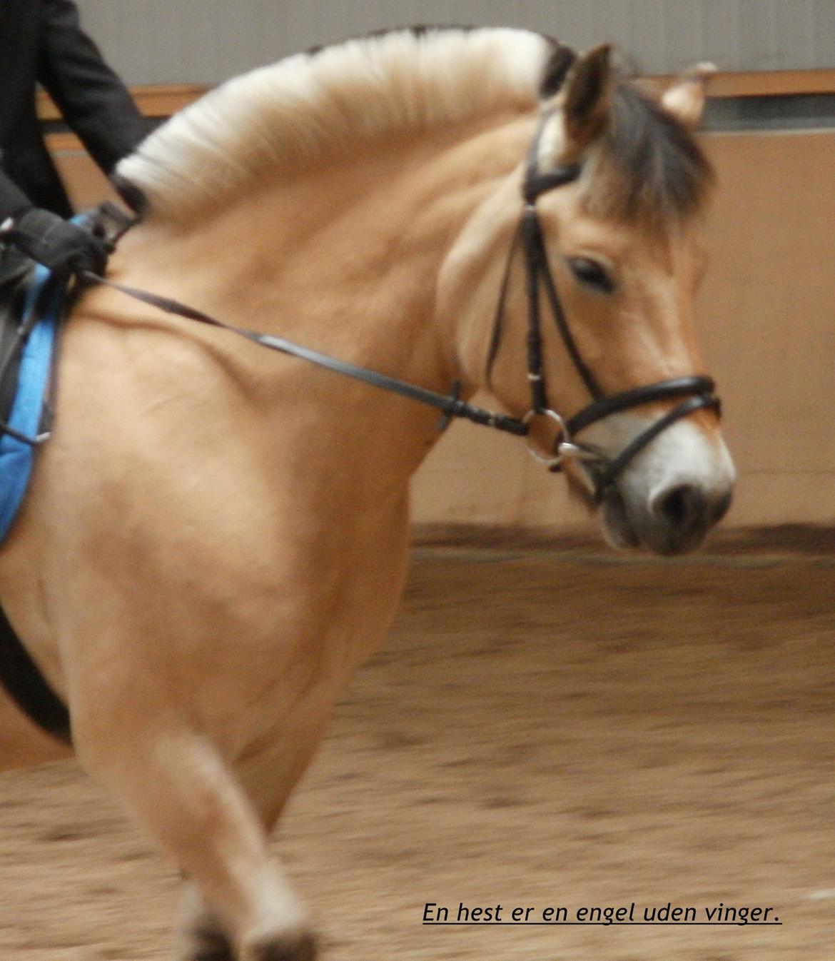 Fjordhest Prins - stævne 2011 billede 10