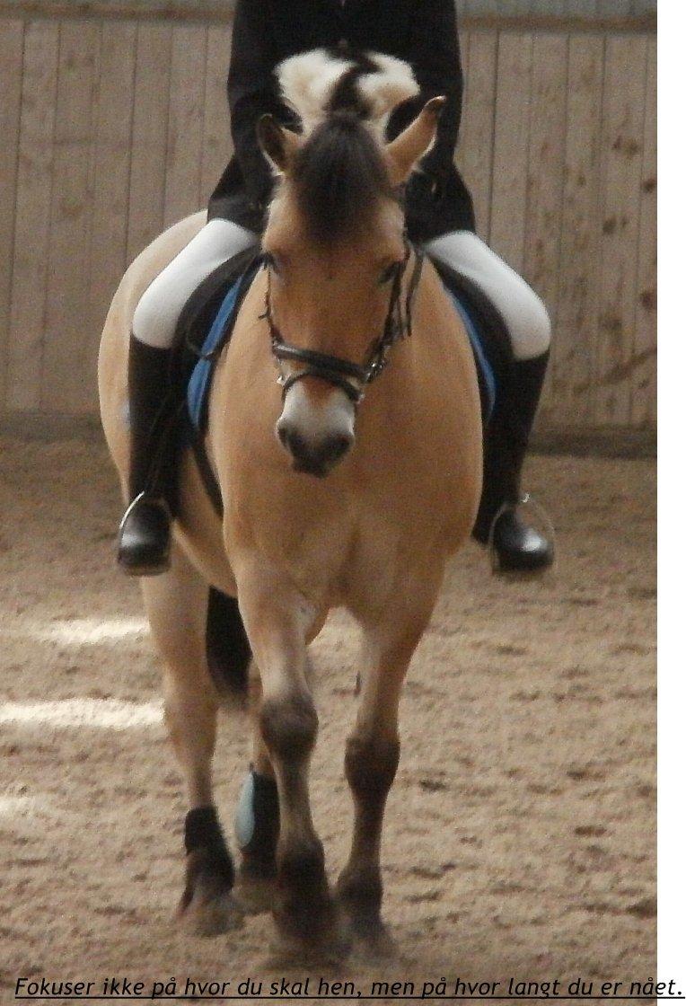 Fjordhest Prins - stævne 2011 billede 11