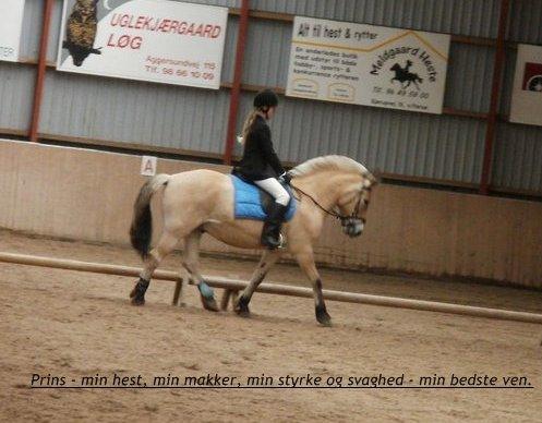 Fjordhest Prins - stævne 2011 billede 12