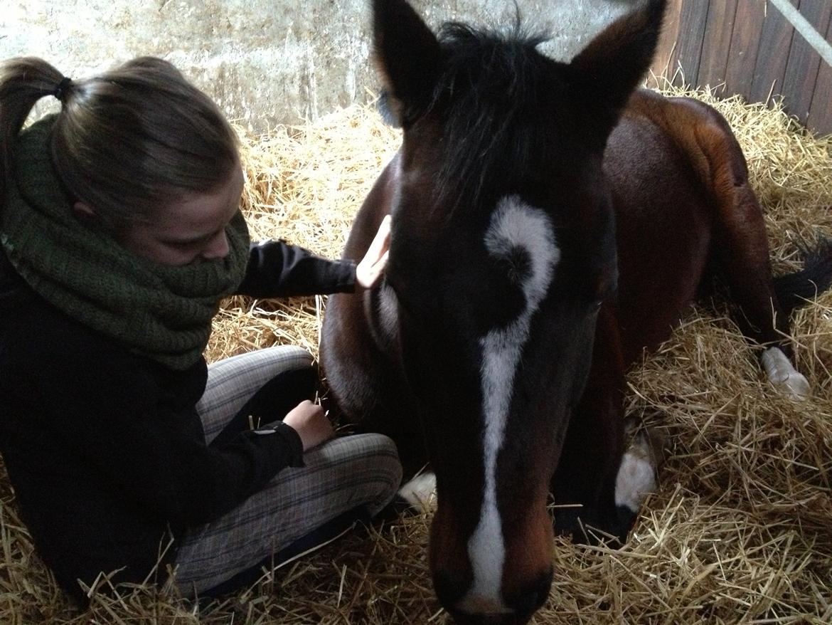 Dansk Varmblod Bjergmoses Lucky Lady billede 4