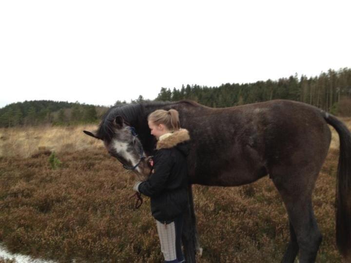 Dansk Varmblod Bjergmoses Lucky Lady - ''Lille'' Mogens.  billede 7