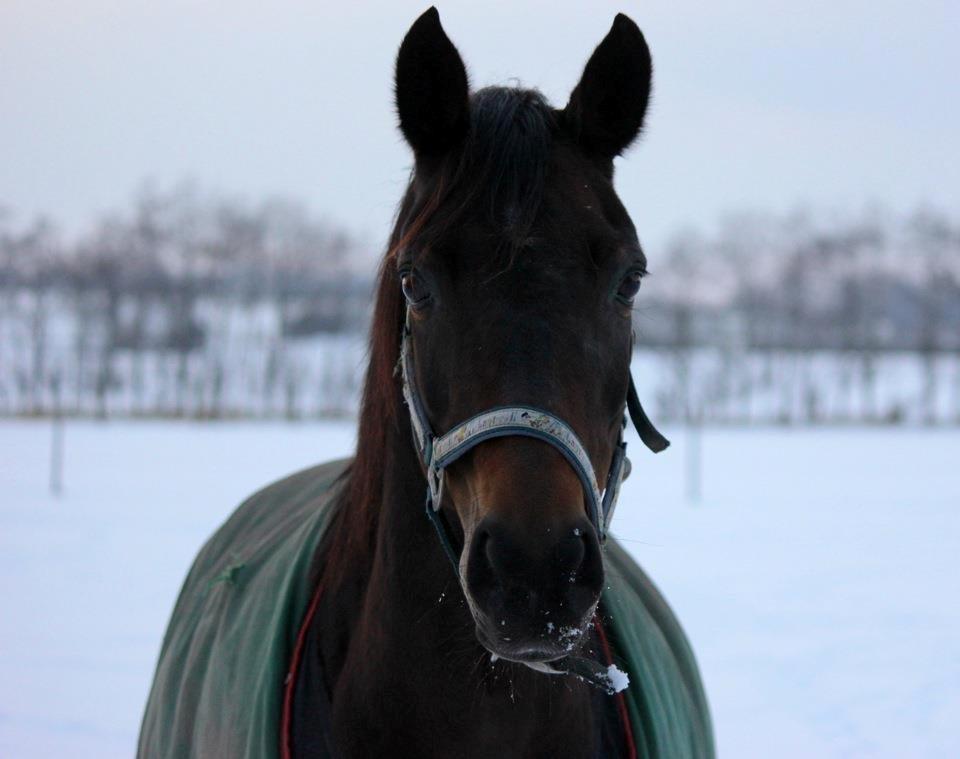 Anden særlig race Tequila alias La Amia billede 11