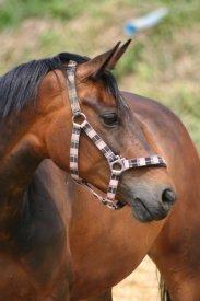 Anden særlig race Tequila alias La Amia billede 16