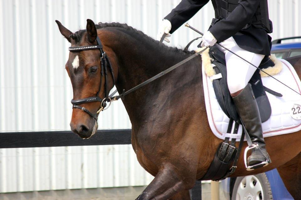 Dansk Varmblod remember me by friis billede 15