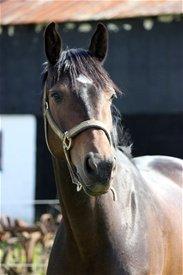 Dansk Varmblod remember me by friis billede 16