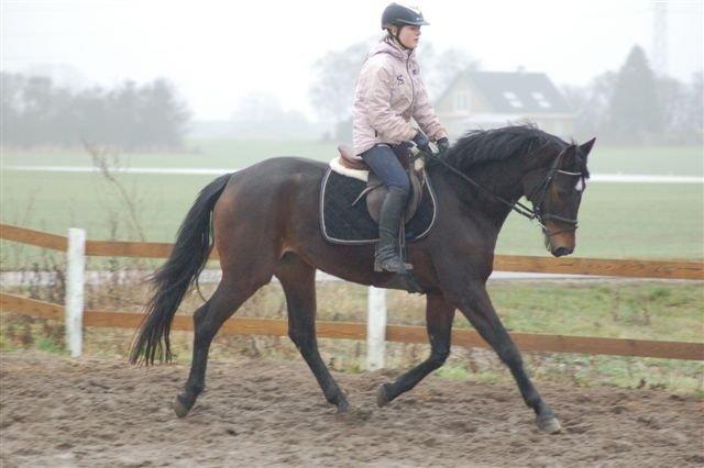 Dansk Varmblod remember me by friis billede 17